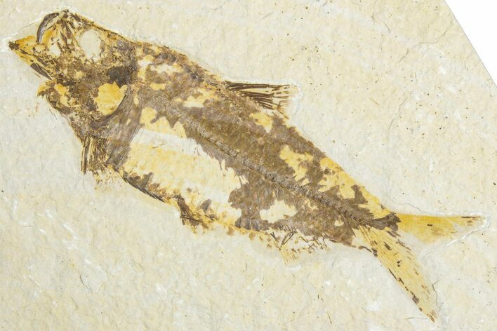 Detailed Fossil Fish (Knightia) - Wyoming #318598